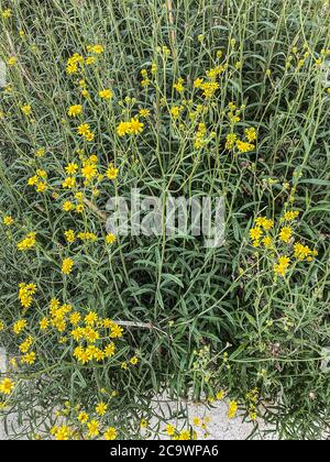 Blumen, Wildblumen, Feldblumen, Kräuter, Arnika, arnica, herbes Banque D'Images