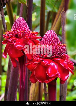 Gros plan de deux magnifiques fleurs de gingembre rouge vif. Banque D'Images