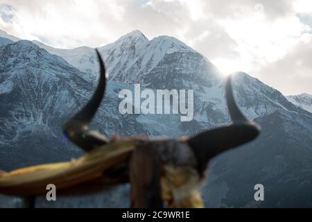 Cornes d'animaux sur un bâton devant une montagne enneigée au soleil éclatant au-dessus de Manang, circuit Annapurna, Népal Banque D'Images