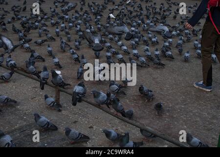 Un jeune homme craquant beaucoup de pigeons en marchant sur une place centrale de Katmandou, au Népal Banque D'Images