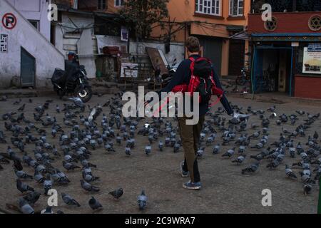 Un jeune homme craquant beaucoup de pigeons en marchant sur une place centrale de Katmandou, au Népal Banque D'Images