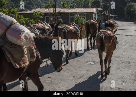 Quelques mules marchant sur une route du circuit Annapurna, au Népal Banque D'Images
