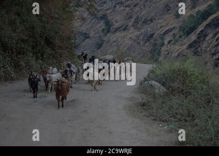 Beau troupeau de chèvres marchant sur une route de terre dans les montagnes népalaises, circuit Annapurna Banque D'Images