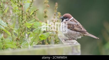 Bruant d'arbres sur une clôture à Bempton Cliffs en attente il allume les chargeurs Banque D'Images