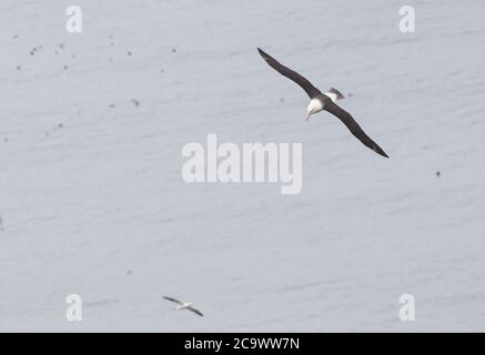 Albatros à sourcils noirs à Bempton Cliffs, un oiseau très pour la Grande-Bretagne avec beaucoup de centaines de personnes là pour assister à son apparition après une attente matinale Banque D'Images