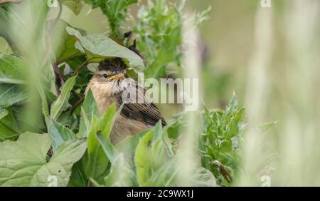 Paruline mouillées de bébé à l'éperon un jour pluvieux, essayant de trouver la couverture sous les feuilles Banque D'Images