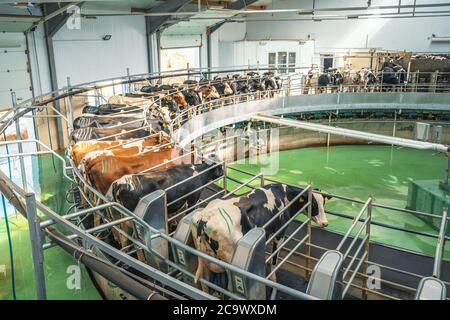 Vaches sur machine rotative ronde pour le traite dans la ferme laitière. Production industrielle de lait et de bétail. Banque D'Images