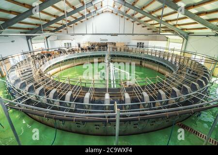 Vaches sur machine rotative ronde pour le traite dans la ferme laitière. Production industrielle de lait et de bétail. Banque D'Images