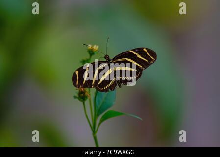 Papillon à ailes longues Zebra reposant sur une plante Banque D'Images