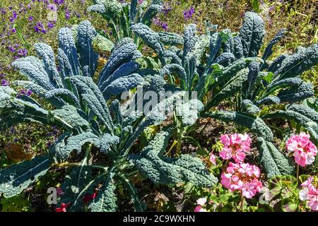 Kale Brassica oleracea 'Nero di Toscana' dans le jardin lit de fleurs Pelargonium chou ornemental Banque D'Images