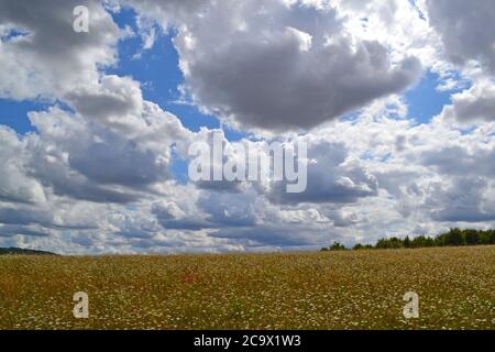 La carotte sauvage, la majoram, qui grandit dans des prairies reflétries au parc national de Lullingstone près de Sevenoaks et d'Eynsford, Kent, Angleterre, en août sous forme de cumulus Banque D'Images