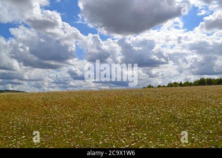 La carotte sauvage, la majoram, qui grandit dans des prairies reflétries au parc national de Lullingstone près de Sevenoaks et d'Eynsford, Kent, Angleterre, en août sous forme de cumulus Banque D'Images