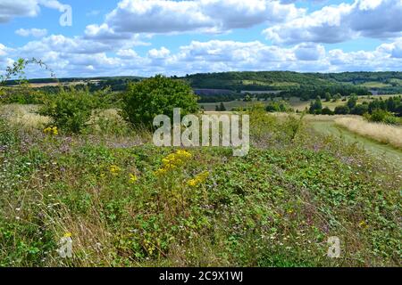 La carotte sauvage, la majoram, qui grandit dans des prairies reflétries au parc national de Lullingstone près de Sevenoaks et d'Eynsford, Kent, Angleterre, en août sous forme de cumulus Banque D'Images