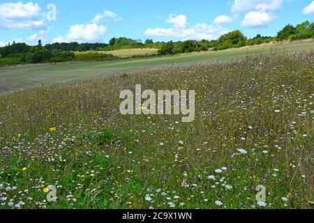 La carotte sauvage, la majoram, qui grandit dans des prairies reflétries au parc national de Lullingstone près de Sevenoaks et d'Eynsford, Kent, Angleterre, en août sous forme de cumulus Banque D'Images