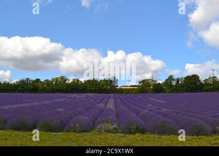 La lavande pousse dans Cowshed Field, Castle Farm, Kent, près d'Eynsford et de Lullingstone. 2 août. La ferme est une destination populaire pour les excursions d'une journée à Londres Banque D'Images