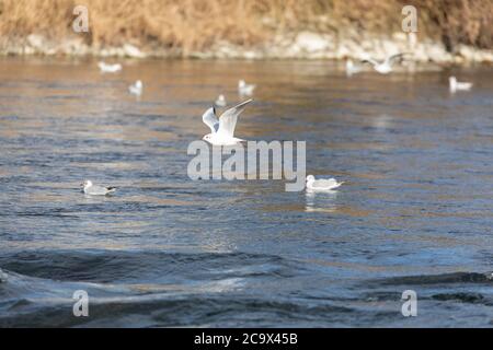 le mouette méditerranéenne vole au coucher du soleil sur d'autres goélands méditerranéens assis sur l'eau, le jour Banque D'Images