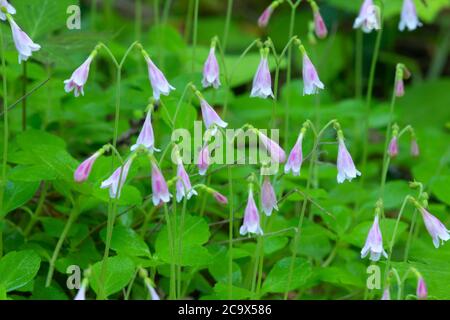 Twinflower (Linnaea borealis) le long de la piste Hobo Cedar Grove, forêt nationale de St. Joe, Idaho Banque D'Images