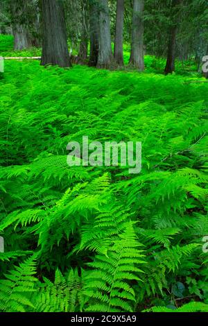 Fougères le long de la piste de Hobo Cedar Grove, forêt nationale de St. Joe, Idaho Banque D'Images