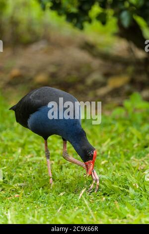 Portrait comportemental d'un marécages Australasien (pukeko en maori) Porphyrio melanotus se nourrissant sur des tiges d'herbe à Yungaburra, Queensland, Australie. Banque D'Images