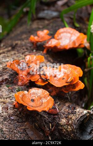 Pycnoporus sp. Champignons croissant sur des rondins déchus. Un polypore. Août 2020. Diwan. Parc national de Daintree. Queensland. Australie. Banque D'Images