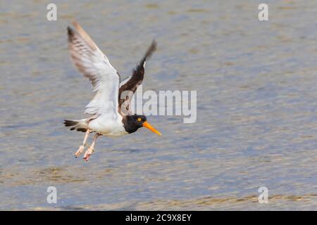 American Oystercatcher en vol à Texas City Dyke. Banque D'Images