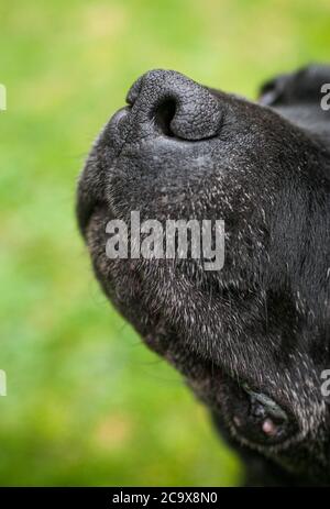 Un museau sympathique de Staffordshire Bull Terrier Banque D'Images