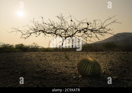 Silhouette d'arbre et cactus dans le désert matin Banque D'Images