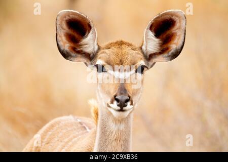 Antilope femelle parmi les buissons et les hautes herbes mangeant des herbes dans le parc national Kruger en Afrique du Sud. Banque D'Images