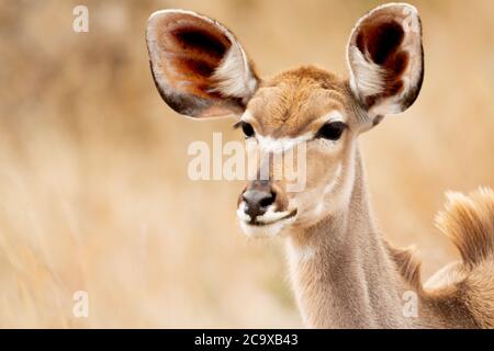 Antilope femelle parmi les buissons et les hautes herbes mangeant des herbes dans le parc national Kruger en Afrique du Sud. Banque D'Images