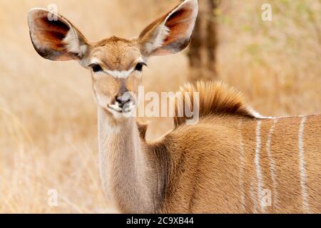 Antilope femelle parmi les buissons et les hautes herbes mangeant des herbes dans le parc national Kruger en Afrique du Sud. Banque D'Images