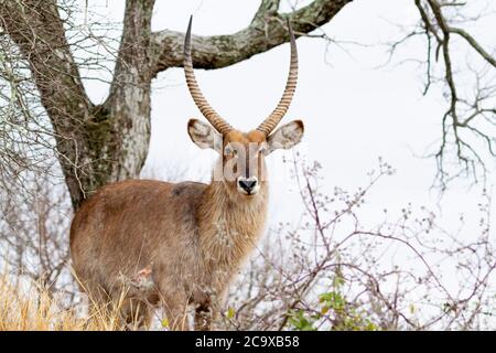 Antilope mâle Kudu parmi les buissons observant les femelles de son harem et mangeant des herbes dans le parc national Kruger en Afrique du Sud. Banque D'Images