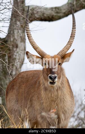 Antilope mâle Kudu parmi les buissons observant les femelles de son harem et mangeant des herbes dans le parc national Kruger en Afrique du Sud. Banque D'Images