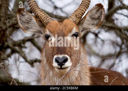 Antilope mâle Kudu parmi les buissons observant les femelles de son harem et mangeant des herbes dans le parc national Kruger en Afrique du Sud. Banque D'Images