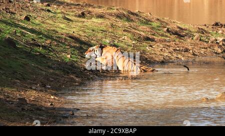 un tigre mâle se rafraîchit dans un trou d'eau au tadoba Banque D'Images