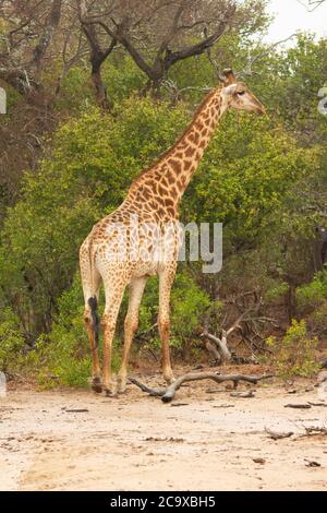 Girafe se nourrissant sur des buissons dans le parc national de la savane Kruger Banque D'Images
