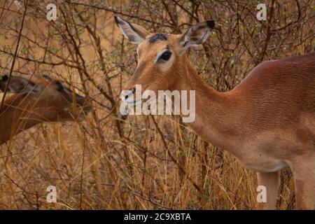 Antilope femelle parmi les buissons et les hautes herbes mangeant des herbes dans le parc national Kruger en Afrique du Sud. Banque D'Images