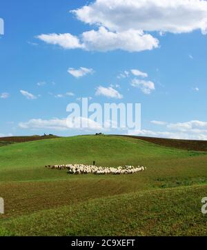 Paysage idyllique de la Sicile avec des collines couvertes d'herbe verte et troupeau de moutons avec berger au-dessous des nuages blancs Banque D'Images