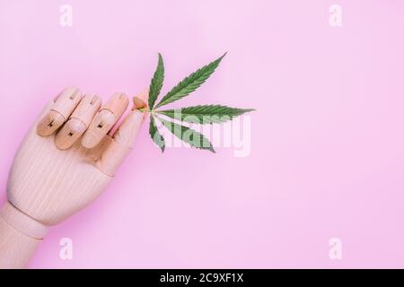 Branche de cannabis dans une main artificielle en bois sur fond rose. Banque D'Images