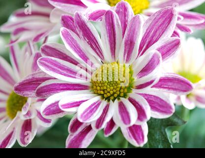 Un fragment du chrysanthème indien (Chrysanthemum indicum) - une plante vivace de la famille des Asteraceae, ou, comme on les appelle aussi, Compositae. Banque D'Images