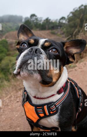 Un terrier de boston pose pour une photo du matin à Glen Canyon Park à San Francisco, CA, États-Unis. Banque D'Images