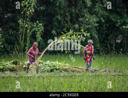 Production de jute au Bangladesh Banque D'Images