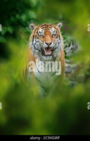 Tigre, animal sauvage dans l'habitat naturel. Grand chat, animal en danger caché dans la forêt Banque D'Images