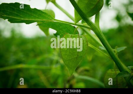 Physalis peruviana, cap Gooseberry sur l'arbre dans les fermes biologiques. Nutrition information sur Rasbhari, cape groseilles, ou Golden Berries, Golden B. Banque D'Images