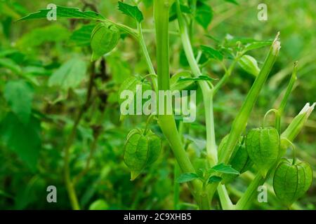 Physalis peruviana, cap Gooseberry sur l'arbre dans les fermes biologiques. Nutrition information sur Rasbhari, cape groseilles, ou Golden Berries, Golden B. Banque D'Images