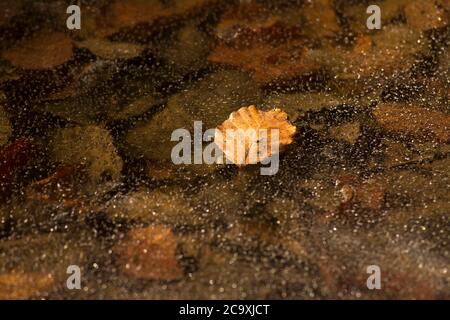 La feuille flottante reflète les ondulations scintillantes de l'eau en lumière douce du soleil pendant un après-midi tranquille Banque D'Images