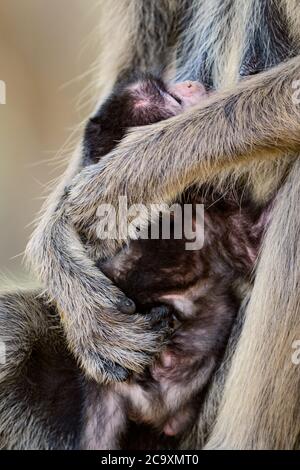 Hanuman Langur - Semnopithecus entellus, beau primate à face noire du sous-continent indien, Sri Lanka. Banque D'Images