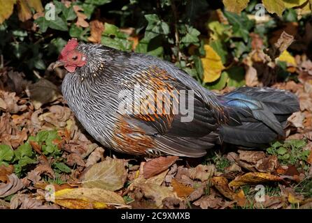 La Jungle Fowl Sonnerat (Gallus sonnerati) Banque D'Images