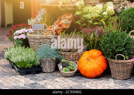 Automne décoration avec des citrouilles et des fleurs à un magasin de fleur dans une rue d'une ville européenne Banque D'Images