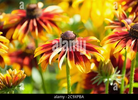 Rudbeckia hirta Orange Fudge. Susan à yeux noirs « Orange Fudge ». Fleurs chocolat-acajou avec bouts jaunes. Fin de l'été vivace Banque D'Images