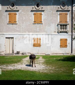 Détail d'une maison rurale. Façade avec fenêtres et porte fermées. Au centre un âne broutant l'herbe de la cour Banque D'Images